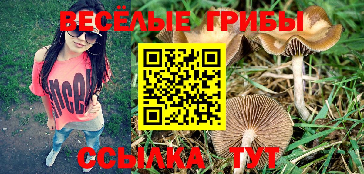 Псилоцибиновые грибы Psilocybine cubensis Лениногорск